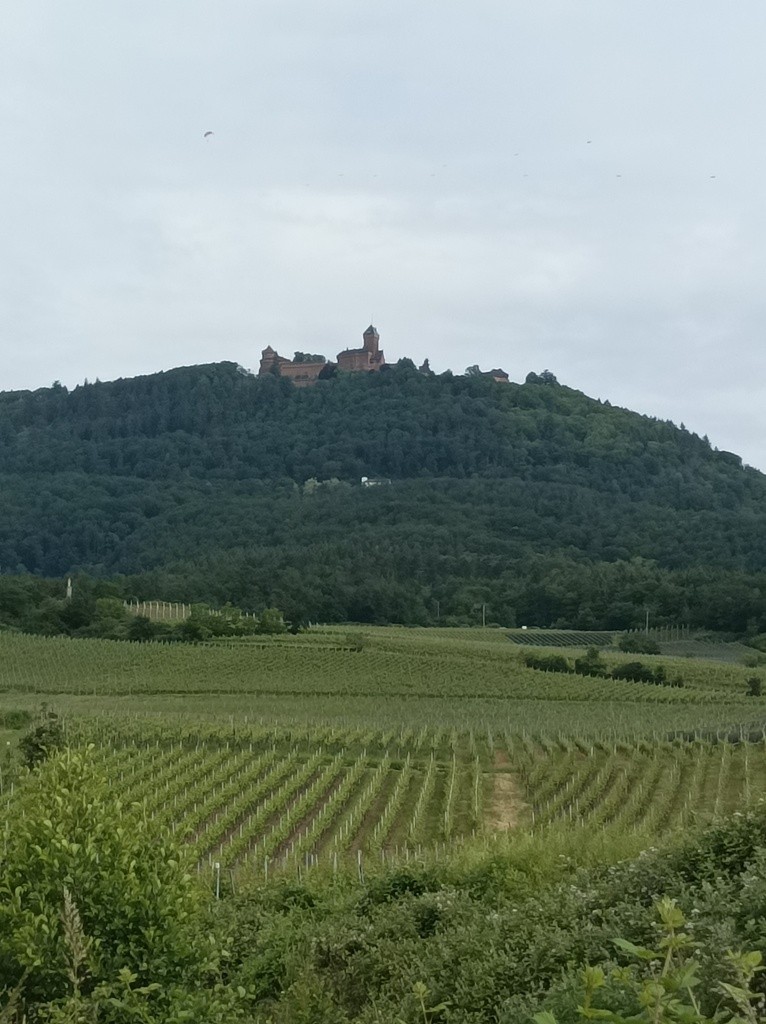 05 26 haut koenigsbourg 1 