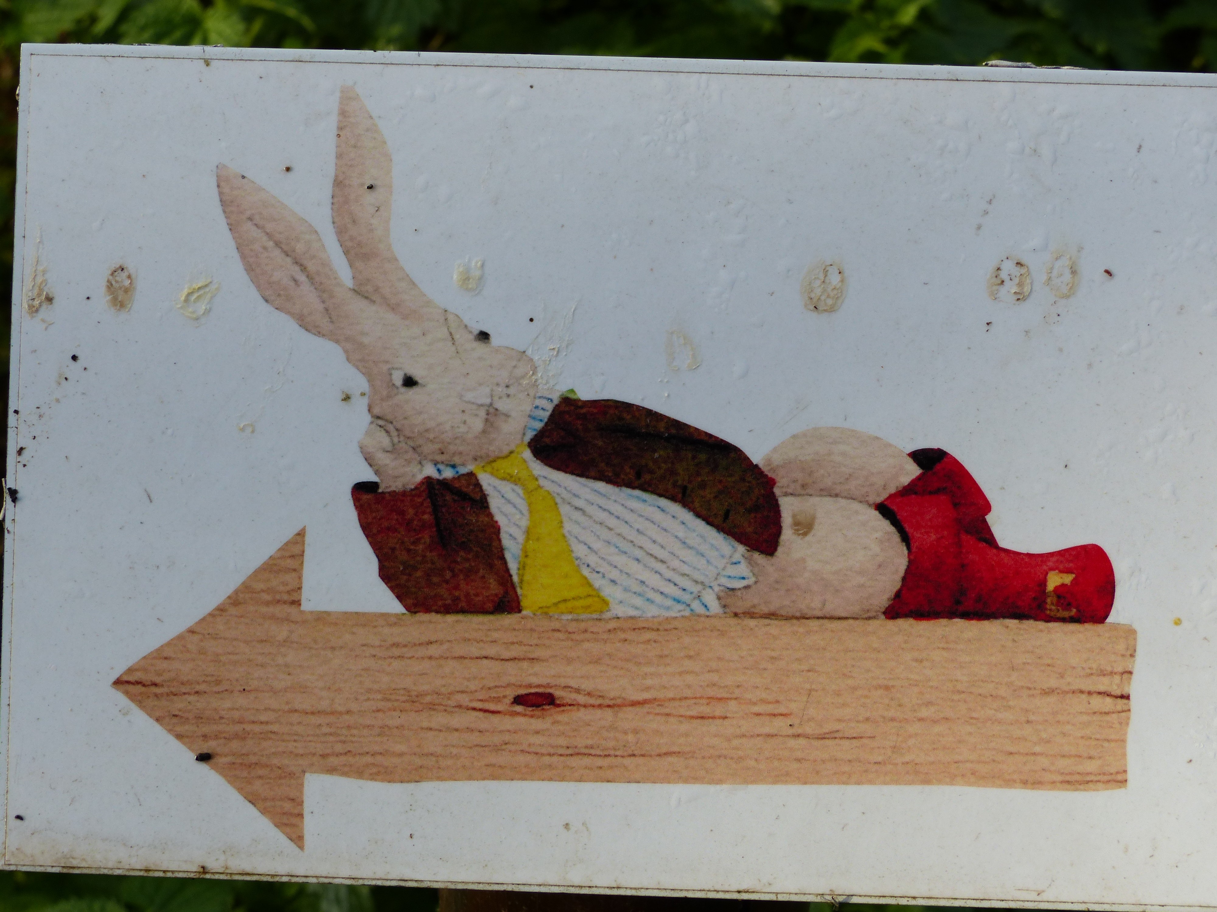 10 16 lapin blanc 8 
