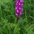 220513 14 orchis
