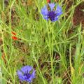 Bleuets des champs