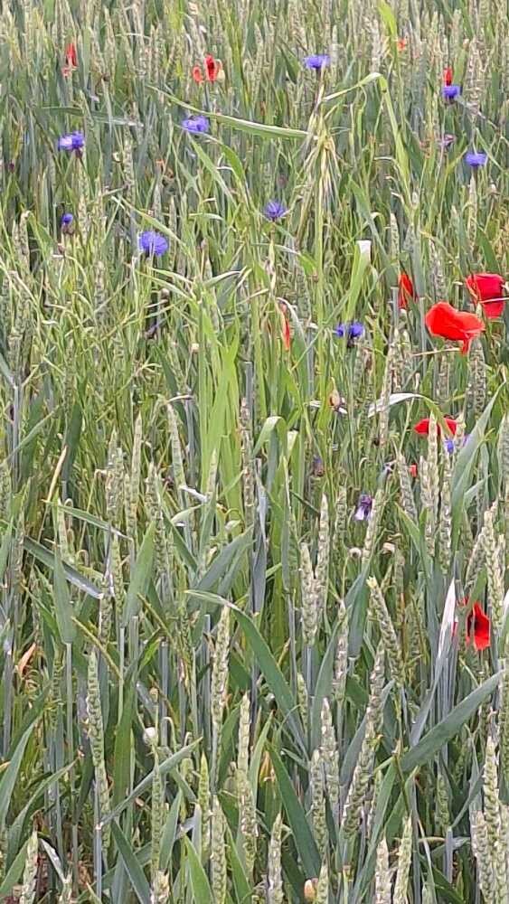 Fleurs des champs